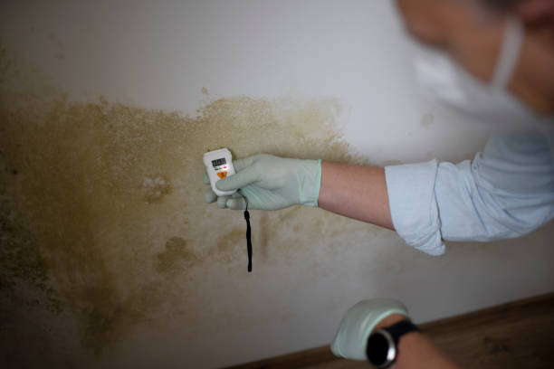 Professional Mold Removal in La Grange, NC