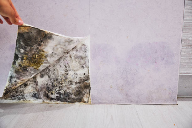 Mold Testing and Removal in La Grange, NC